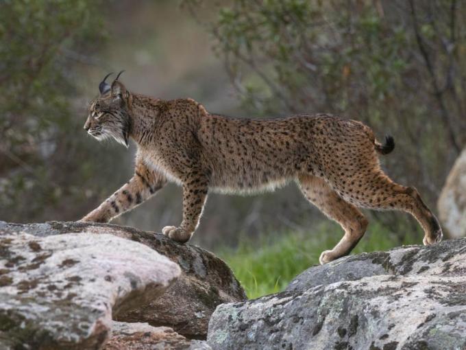 Lynx Los